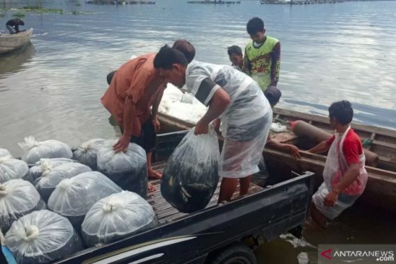 Ikan Mati di Danau Maninjau Terus Bertambah, Kini Totalnya Sebegini - JPNN.COM