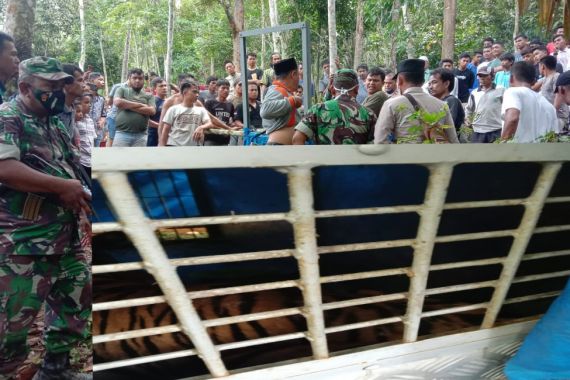 Harimau Sumatera yang Teror Warga Padang Lawas Akhirnya Tertangkap, Tuh Lihat - JPNN.COM
