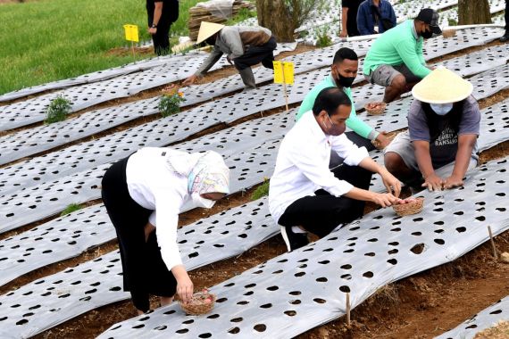 Jokowi Ingin Food Estate Jateng Punya Kelembagaan Petani yang Kuat - JPNN.COM