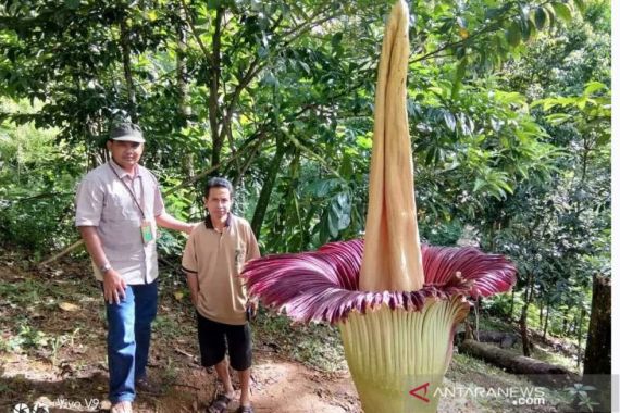 Heboh Bunga Bangkai Tumbuh Setinggi 2,8 Meter, Lihat, Mekar Sempurna - JPNN.COM