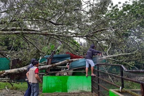 Truk dan Kandang Hewan Kebun Binatang Tertimpa Pohon Tumbang, Begini Kondisinya - JPNN.COM