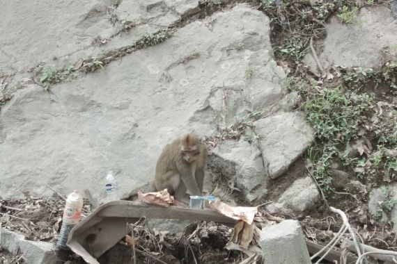 Fenomena Apa Ini? Kawanan Monyet Turun di Lokasi Bencana Erupsi Semeru Memberikan Isyarat - JPNN.COM