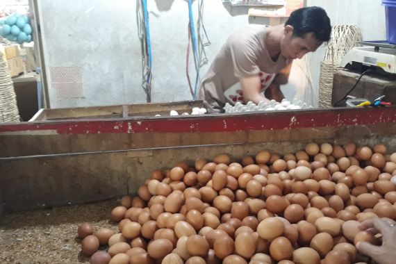 Harga Telur Ayam Bikin Menjerit, Pemerintah Diminta Turun Tangan - JPNN.COM