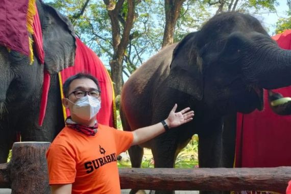 Dumbo, Gajah Kebanggaan Warga Surabaya dan Kekhawatiran Setelah Kematiannya - JPNN.COM