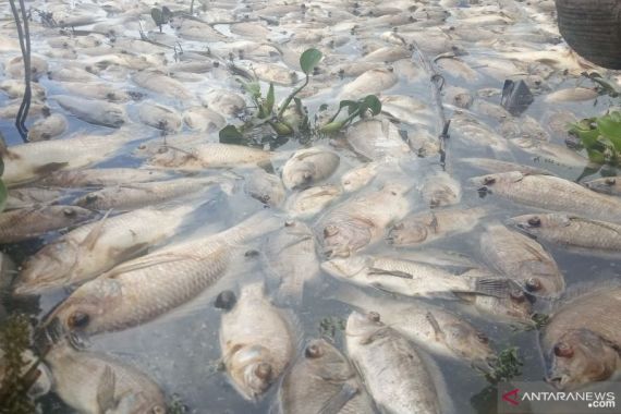 1.764 Ton Ikan Mati di Danau Maninjau, Kerugian Petani Mencapai Rp 35,28 Miliar - JPNN.COM