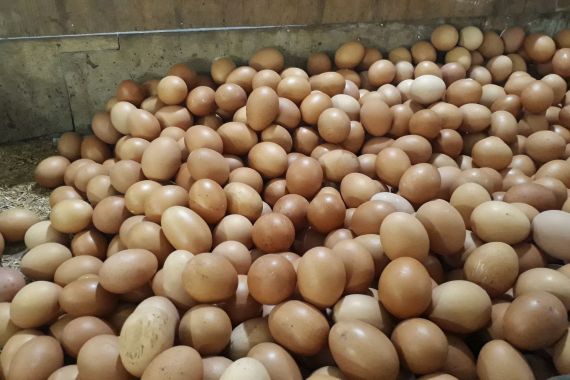 Harga Telur Ayam Berangsur Turun, Jadi Sebegini - JPNN.COM