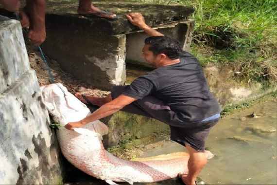 Heboh Penemuan Ikan Raksasa di Lokasi Banjir, Tuh Lihat Fotonya - JPNN.COM
