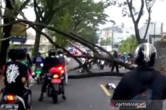 Ada Pohon Tumbang, Jalur Puncak-Cianjur Terputus - JPNN.COM