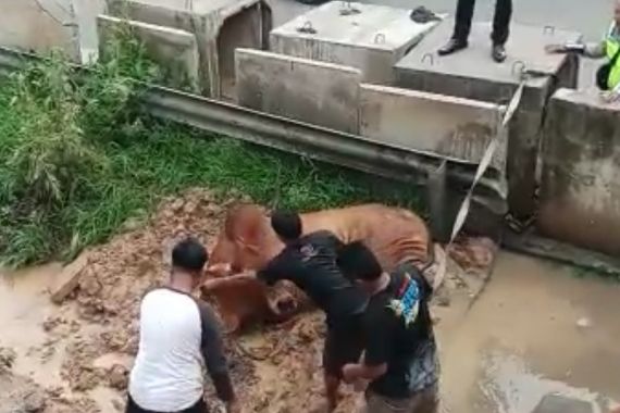 Sapi Mengamuk di Tol Balaraja, Begini Kronologinya - JPNN.COM