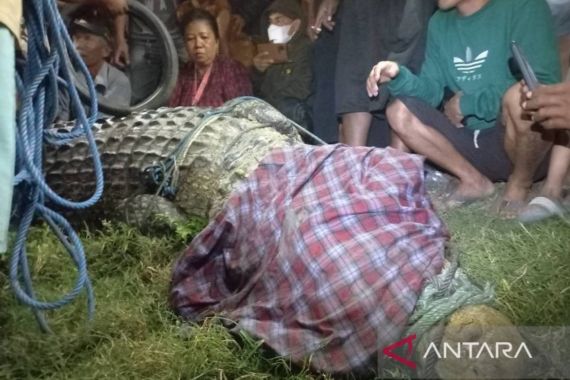 Buaya Berkalung Ban Itu Akhirnya Tertangkap - JPNN.COM