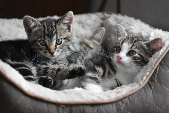5 Tips Mudah Membersihkan Kandang Kucing Kesayangan - JPNN.COM