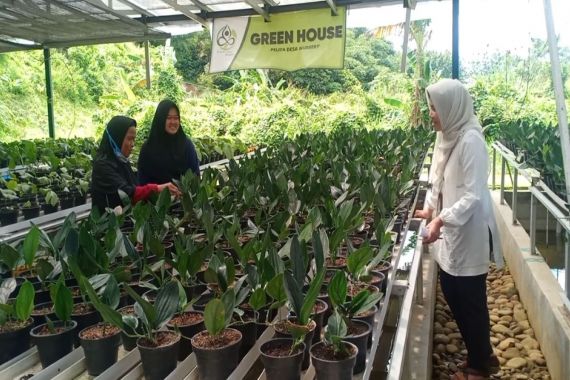 Petani Milenial Bogor Kembangkan Tanaman Hias Berdaun Indah, Diminati Hingga Mancanegara - JPNN.COM