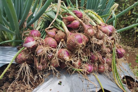 Kementan Sebut Program Food Estate di Wonosobo Hasilkan Bawang Merah 12,3 Ton - JPNN.COM