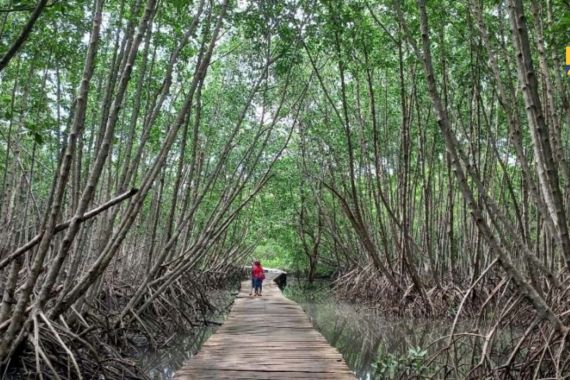 Peserta KTT G20 Akan Disuguhkan Pemandangan Kawasan Mangrove Asli Indonesia - JPNN.COM