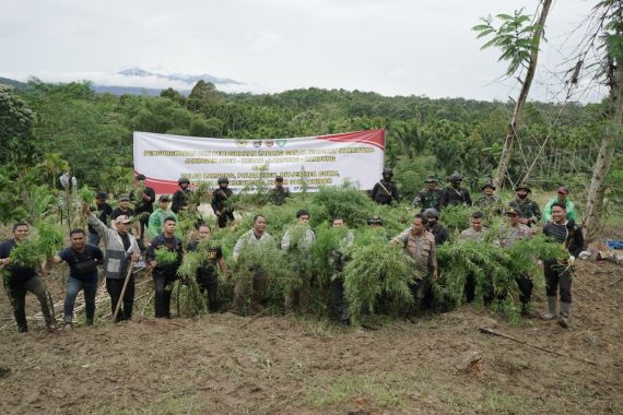 Bea Cukai, Polisi, dan TNI Temukan Ladang Ganja di Aceh, Beratnya 40 Ton - JPNN.COM