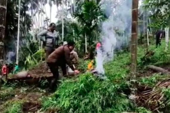Ladang Ganja Seluas 6,28 Hektare Ditemukan di Aceh, Langsung Dibakar, Lihat - JPNN.COM