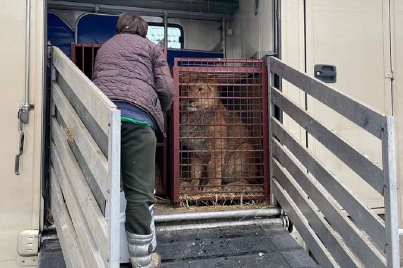 Rusia Menginvasi Ukraina, Singa dan Harimau Ikut Mengungsi ke Polandia - JPNN.COM