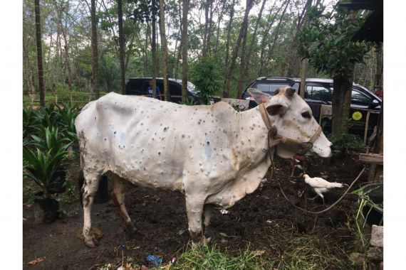 Kementan: Penyakit Kulit Berbenjol pada Sapi Tidak Menulari Manusia, Aman - JPNN.COM