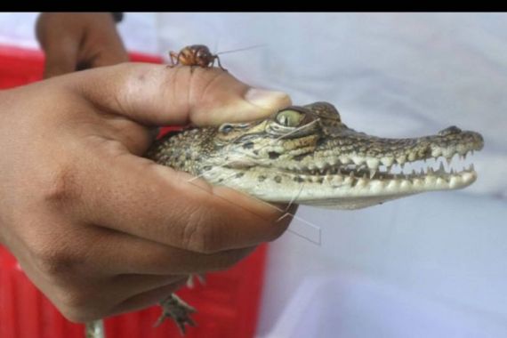 Anak Buaya Tiba-Tiba Muncul di Dekat Perkampungan Warga - JPNN.COM