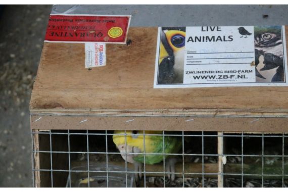 Bea Cukai Awasi Reekspor Burung dari Afrika Selatan dan Malaysia, Alasannya Ini - JPNN.COM