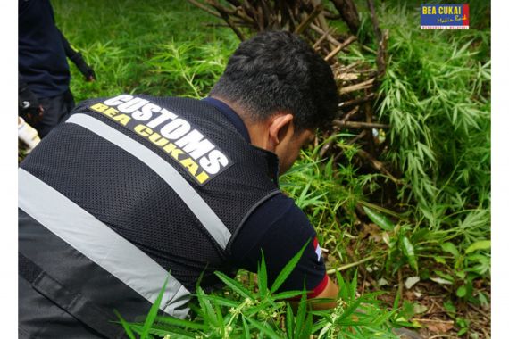 Bea Cukai Musnahkan BKC Ilegal Senilai Ratusan Juta Rupiah dan 6,5 Ton Ganja - JPNN.COM