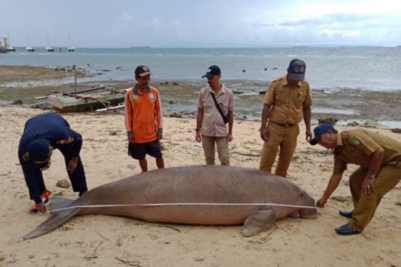Seekor Dugong Ditemukan Mati di Perairan Pulau Morotai - JPNN.COM