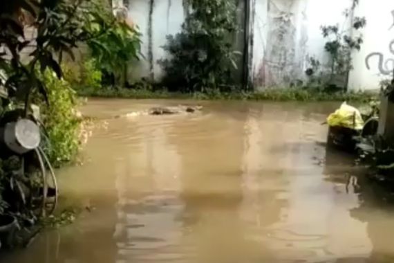 Banjir di Sangatta Kutim Mengerikan, Hewan Buas Berkeliaran di Permukiman - JPNN.COM