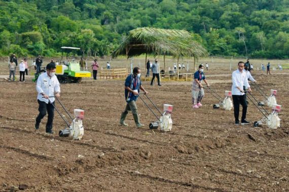 Pak Jokowi dan Mentan SYL Tanam Jagung di NTT, Pakai Teknologi Modern, Lihat tuh - JPNN.COM