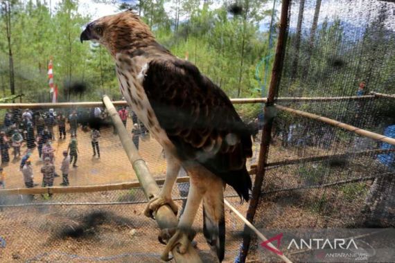Burung Tiong Emas Hendak Dijual di Aceh, Iptu Rajabul Gerak Cepat - JPNN.COM