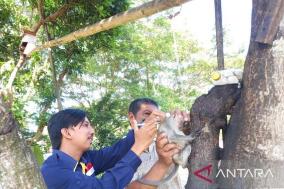 Petugas Berikan 200 Vaksin Rabies Gratis ke Hewan Peliharaan di Mukomuko - JPNN.COM