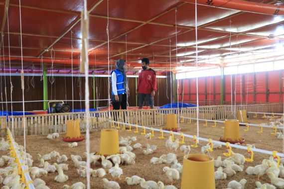 Cegah Lonjakan Harga Ayam, Pemerintah Diminta Prioritaskan Bibit Lokal - JPNN.COM