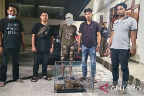 Penjual Kukang Diamankan Tim Gabungan - JPNN.COM