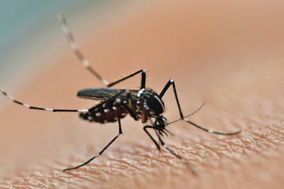 Simak! Begini Bahaya Virus Zika Akibat Gigitan Nyamuk - JPNN.COM