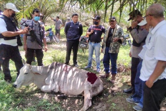 Harimau Sumatra Teror Warga Nagori Parmonangan - JPNN.COM