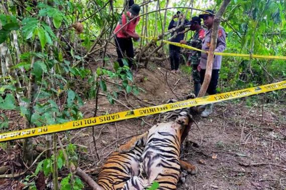 2 Harimau Sumatra Mati Terjerat di Aceh Timur, Polisi Bergerak - JPNN.COM