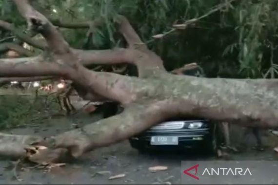 Pohon Besar Tumbang Menimpa Kendaraan di Jalur Mudik Garut - Tasikmalaya, Ada yang Terluka  - JPNN.COM