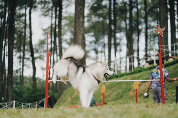 Sambut Libur Lebaran, Orchid Forest Cikole Hadirkan Wisata Alam Pet-Friendly - JPNN.COM