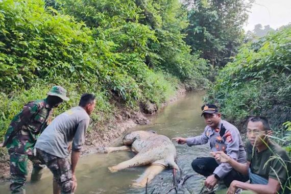 Kapolsek Iptu Hendra Soal Gajah Mati di Aliran Sungai Hutan Rabung Lima, Oh Ternyata - JPNN.COM
