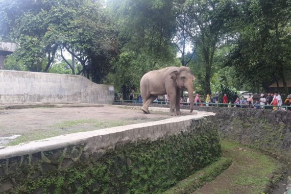 Ragunan Mendadak Ramai Lagi, Pengelola: Satwanya Enggak Stres - JPNN.COM