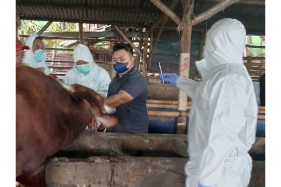Kementan: Vaksin PMK Kembali Tiba di Indonesia Malam Ini - JPNN.COM