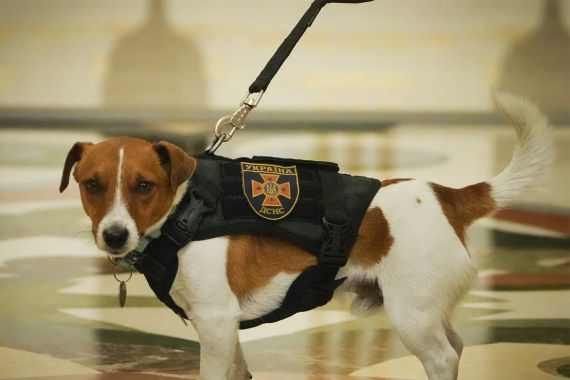 Anjing Pelacak Ranjau Terima Medali Kehormatan Ukraina, Jasanya Sangat Luar Biasa - JPNN.COM