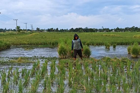 Gawat! Hama Tungro Serang Ratusan Hektare Tanaman Padi di Kalsel, Lihat Penampakannya - JPNN.COM