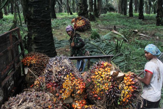 Petani Sawit Plasma Antusias Kembangkan Ternak Sapi Pola Siska - JPNN.COM