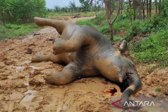 Biasanya Gajah Mati Meninggalkan Gading, Kalau yang Ini Masih Misteri - JPNN.COM