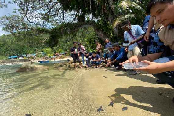 Ada Sosok Luar Biasa di Balik Konservasi Penyu Lekang di Pantai Marekisi, Siapa Dia? - JPNN.COM