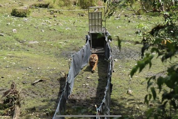 Lihat, KLHK Melepasliarkan Seekor Harimau Sumatera di Taman Nasional Kerinci Seblat - JPNN.COM