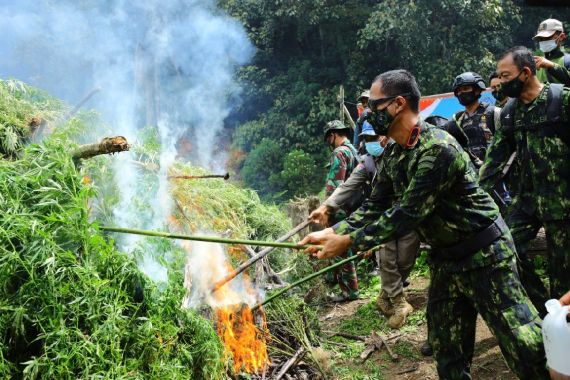 6 Jam Berjalan Kaki, Anak Buah Brigjen Roy Temukan 2 Ladang Ganja, Luas Banget - JPNN.COM