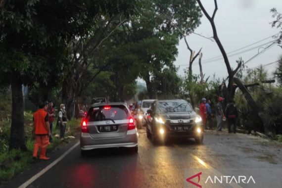 Ada Pohon Tumbang, Akses Cianjur Menuju Puncak Macet - JPNN.COM