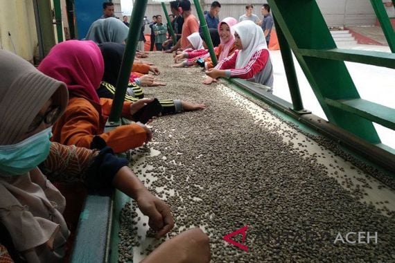 Tertinggi Sepanjang Sejarah, Kopi Gayo Aceh Tembus Rp 115 Ribu per Kg di Pasar Global - JPNN.COM