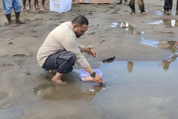 Lihat, Ratusan Labi-Labi Moncong Babi Dilepasliarkan ke Hutan Adat Kampung Nayaro - JPNN.COM